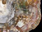 Beautiful Araucaria Petrified Wood Slice - #9571-1